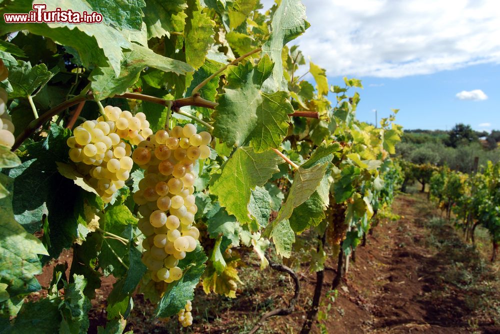 Immagine Uve bianche in un vigneto della provincia di Latina nel Lazio