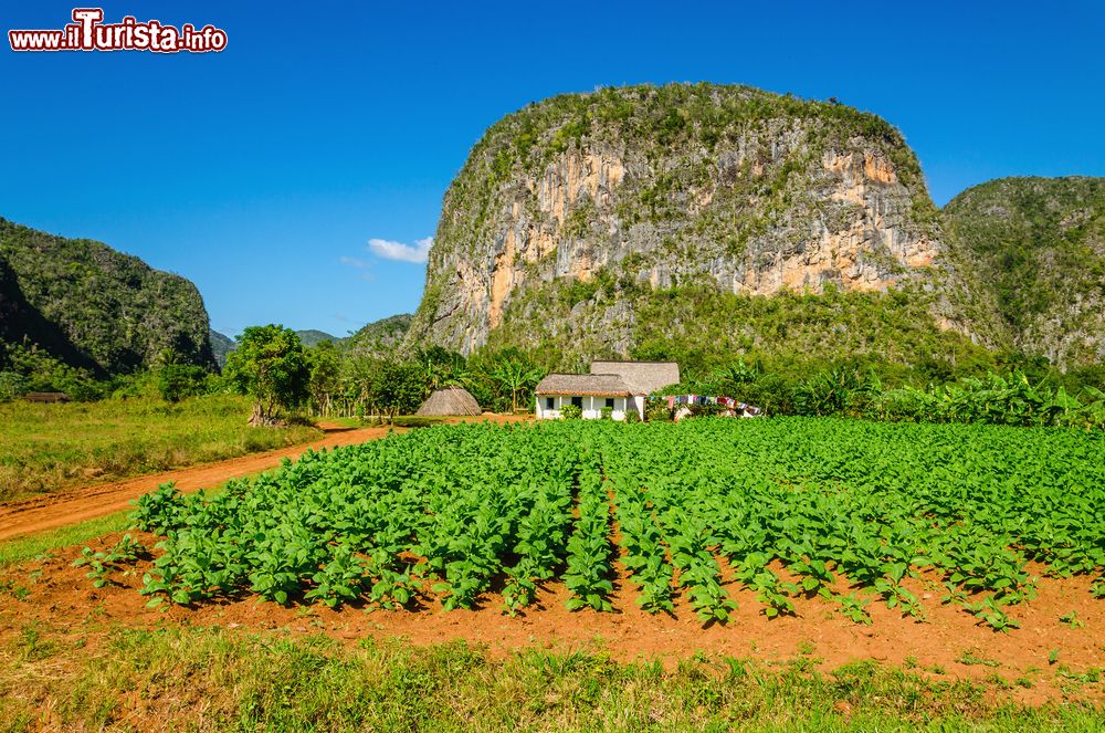 Immagine L'immagine tipica della Valle de Viñales (Cuba) la piantagione di tabacco, la casa del contadino e i mogote sullo sfondo.