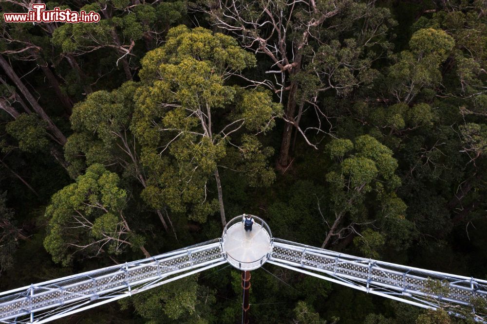 Immagine Valley of the Giants Tree Top Walk - © Tourism Western Australia