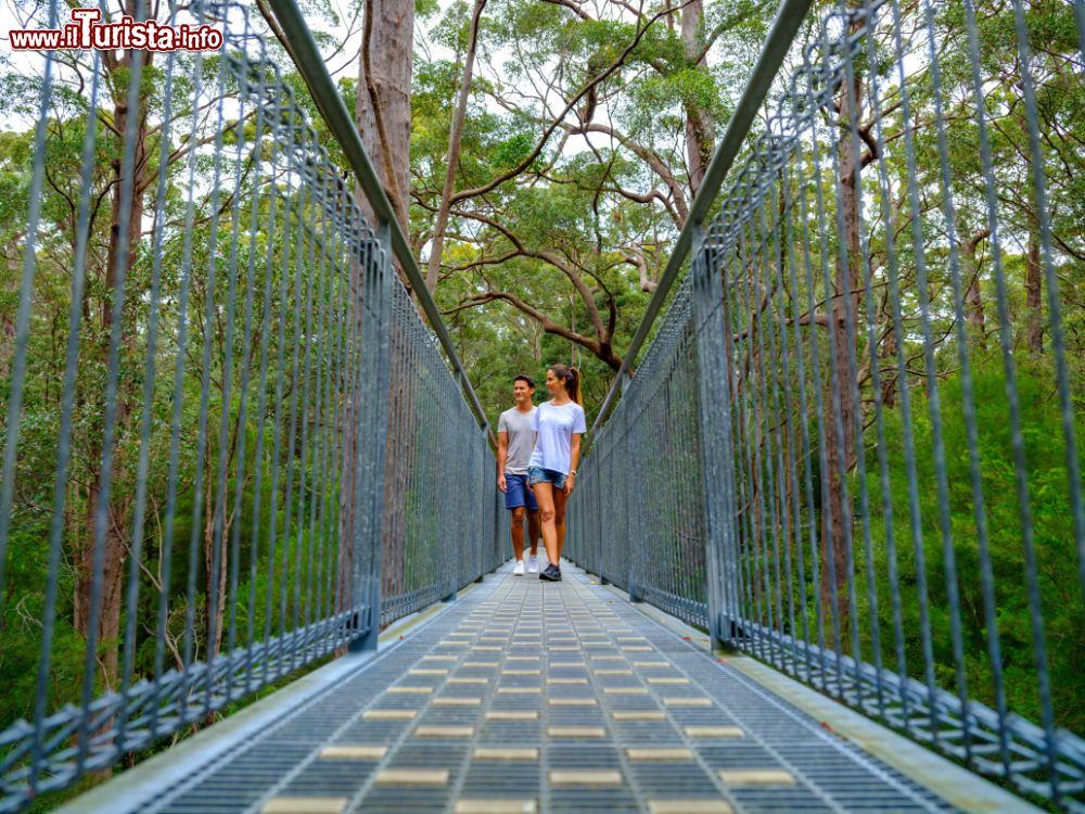 Immagine Valley of the Giants Tree Top Walk - © Tourism Western Australia