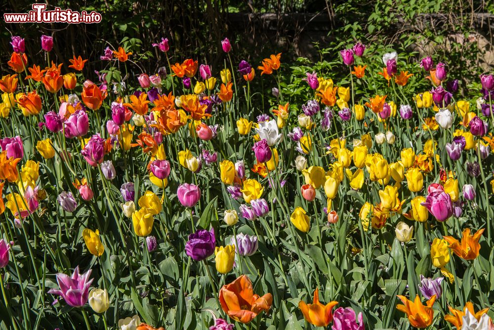 Immagine Varietà di tulipani nel giardino del Castello di Pralormo in Piemonte.