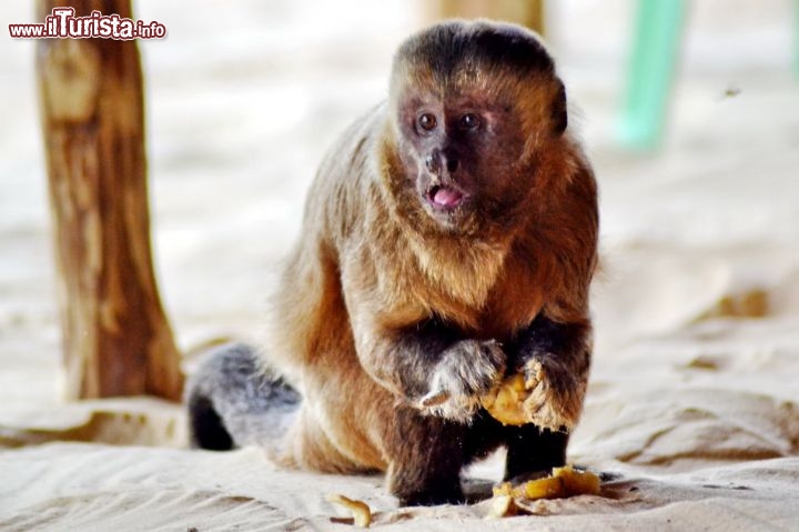 Immagine Macaco a Vassouras, una tipica scimmia del Brasile