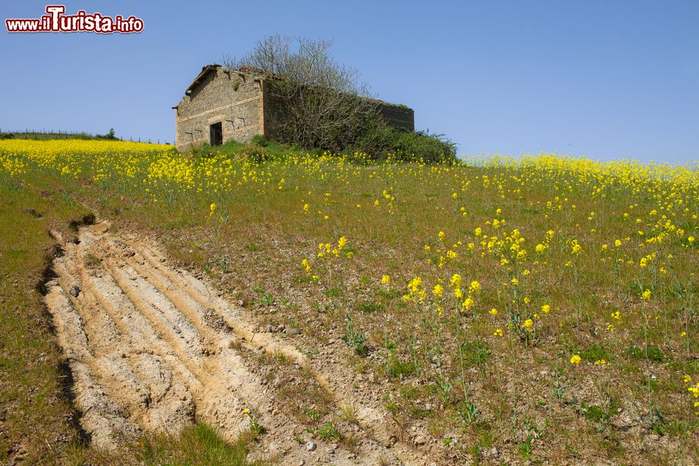 Immagine Una vecchia fattoria abbandonata su una collina nel mezzo di un prato di canola in fiore a Anguillara Sabazia, Lazio.
