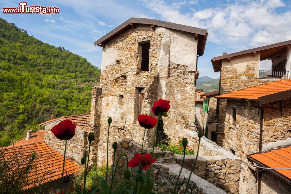 Immagine Vecchie rovine di una costruzione in sasso nel centro storico di Apricale, Imperia, Liguria. In primo piano dei bei papaveri fioriti.
