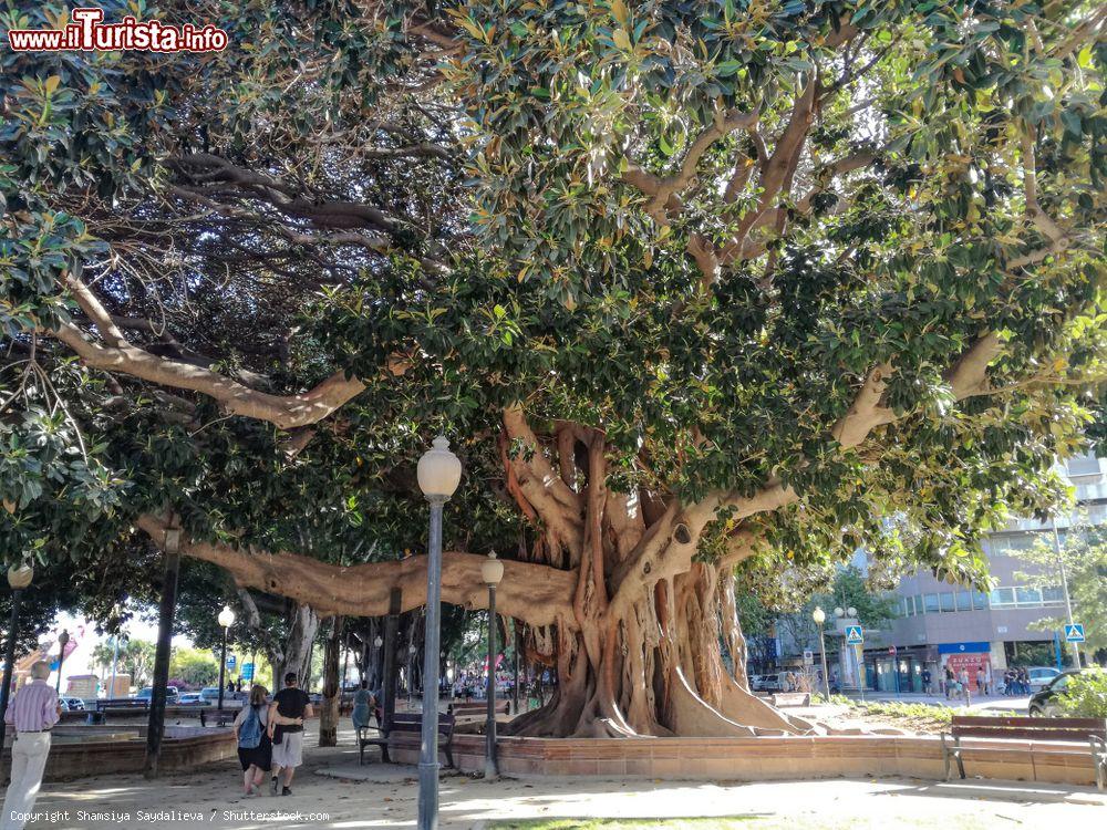 Immagine Vecchio albero in un parco di Alicante, Spagna - © Shamsiya Saydalieva / Shutterstock.com