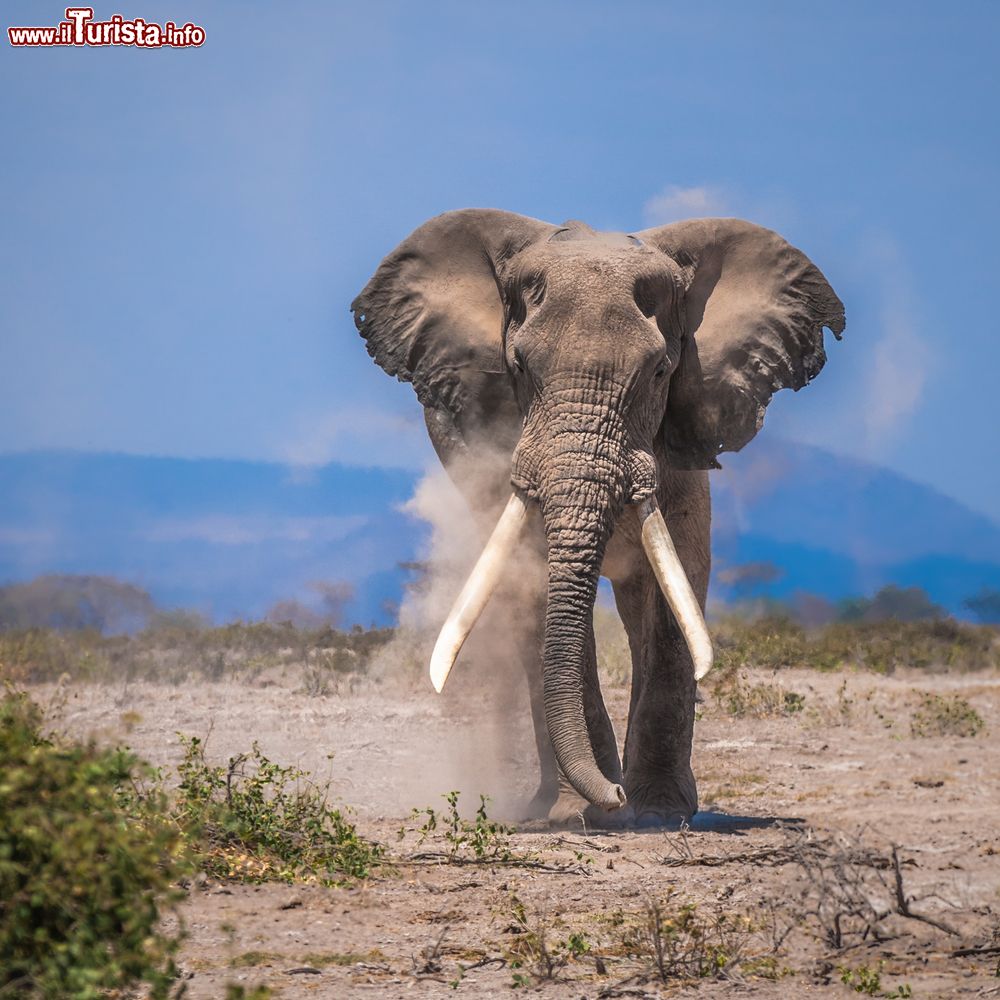 Immagine Un vecchio elefante nel parco nazionale Amboseli, Kenya. La riserva è nota per le sue grandi famiglie di elefanti ed è sicuramente uno dei migliori luoghi al mondo per vedere queste creature giganti.