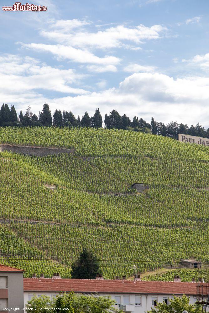 Immagine Veduta dei vigneti nei pressi di Tain-l'Hermitage, valle del Rodano (Francia) - © wjarek / Shutterstock.com