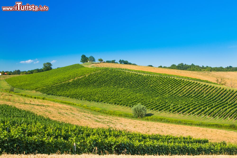 Immagine Veduta panoramica dei vigneti nella regione di Daruvar, Croazia.