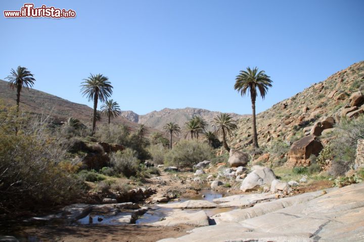 Immagine Il villaggio di Vega del Rio Palmas a Fuerteventura (Spagna) - Il motivo per cui questa zona è così ricca di piante, alberi e arbusti, probabilmente si riconduce al fatto che in questa valle vanno a concentrarsi i deflussi delle montagne. Inoltre, la permeabilità delle rocce favorisce la continua alimentazione della flora e della fauna, rendendo questo villaggio così particolare e curioso rispetto alle zone circostanti.