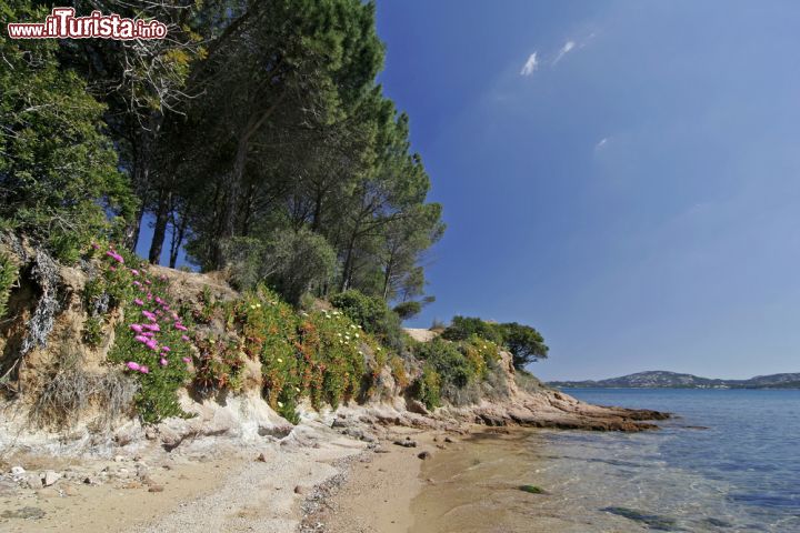 Immagine Vegetazione a Cannigione, Sardegna. Fiori a forma di margherita dai colori sgargianti per questi esemplari della famiglia Aizoacee: a mezzogiorno in punto le corolle si aprono grazie ad una particolare struttura che sfrutta il caldo delle ore della tarda mattinata - © Shutterschock / Shutterstock.com