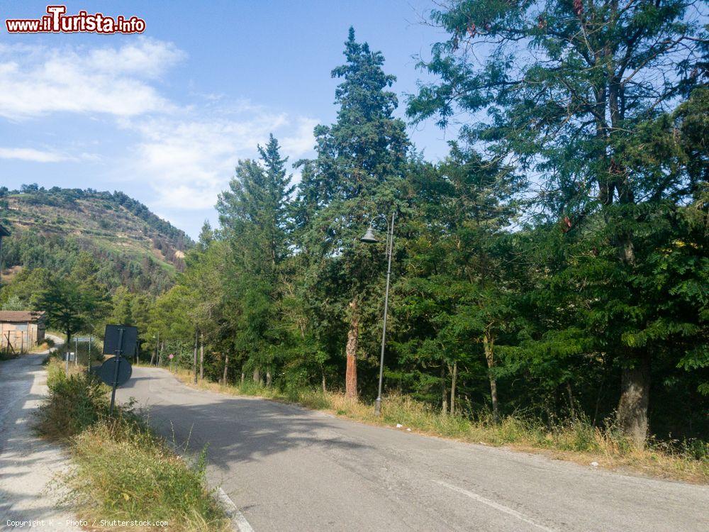 Immagine Vegetazione e boschi nei dintorni di Apice in Campania - © K - Photo / Shutterstock.com