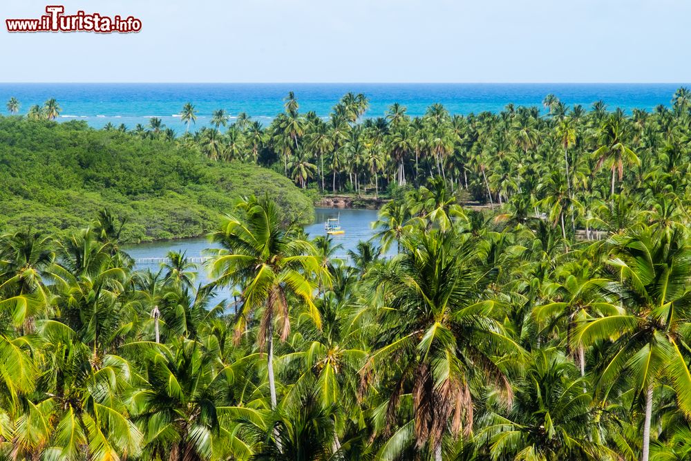 Immagine Vegetazione e palme da cocco lungo la costa di Sao Miguel dos Milagres, stato di Alagoas, Brasile.