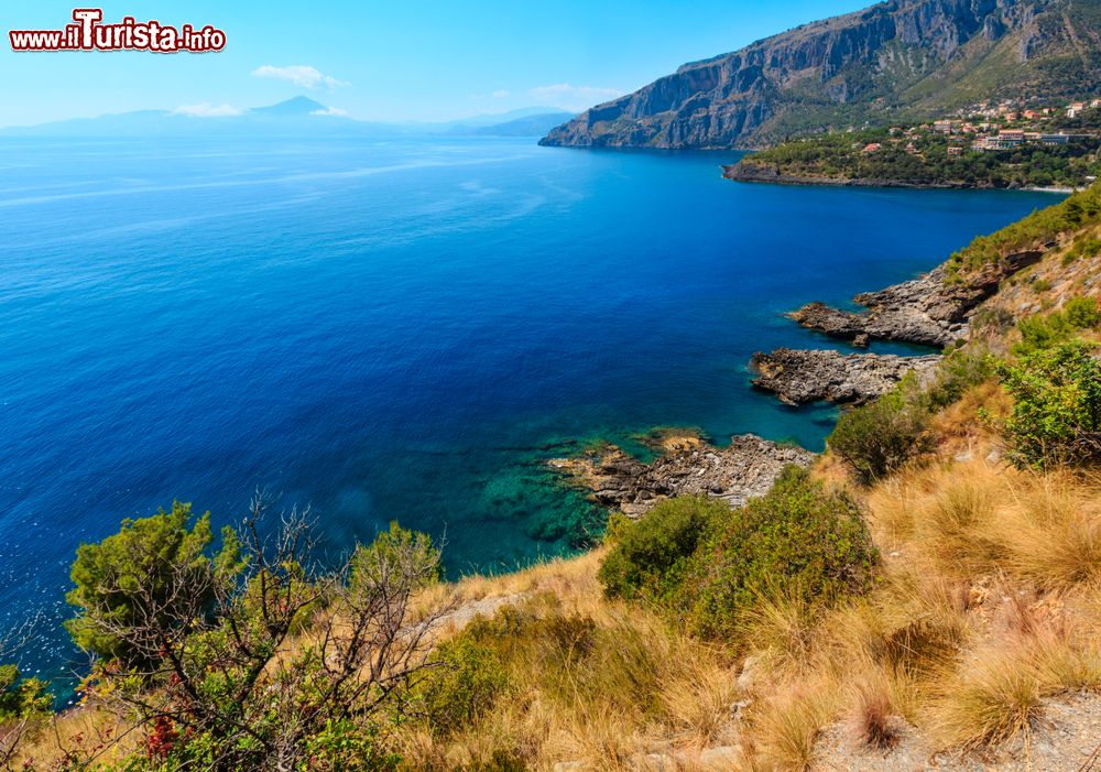 Immagine Vegetazione sulla costa rocciosa di Sapri, Salerno (Campania).