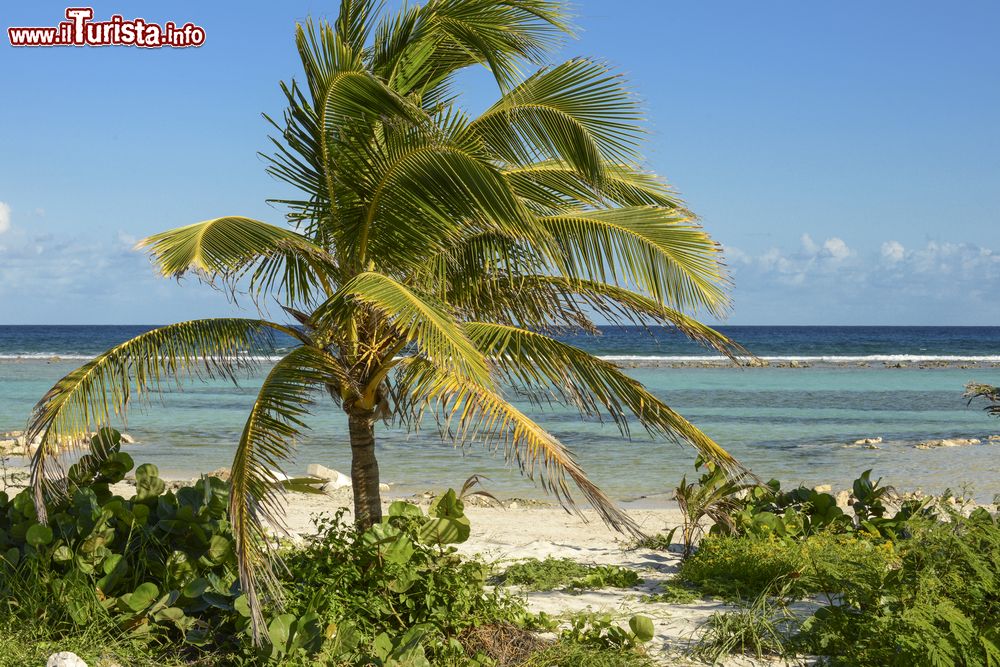 Immagine Vegetazione sulla spiaggia di Mahahual, Quintana Roo, Messico.