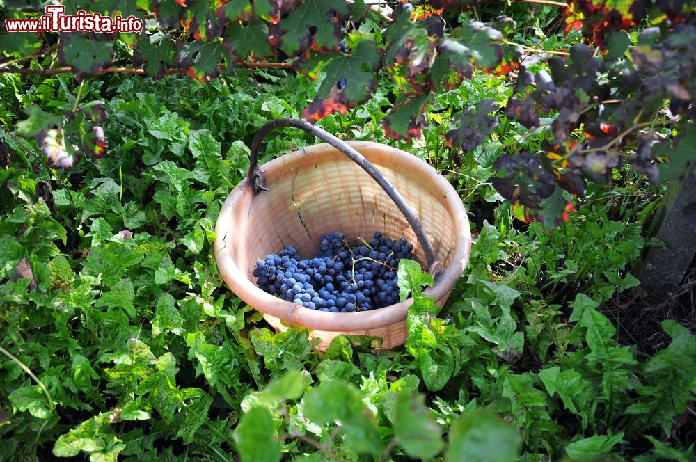 Immagine Vendemmia in ottobre nell'Oltrepo Pavese non lontano da Varzi