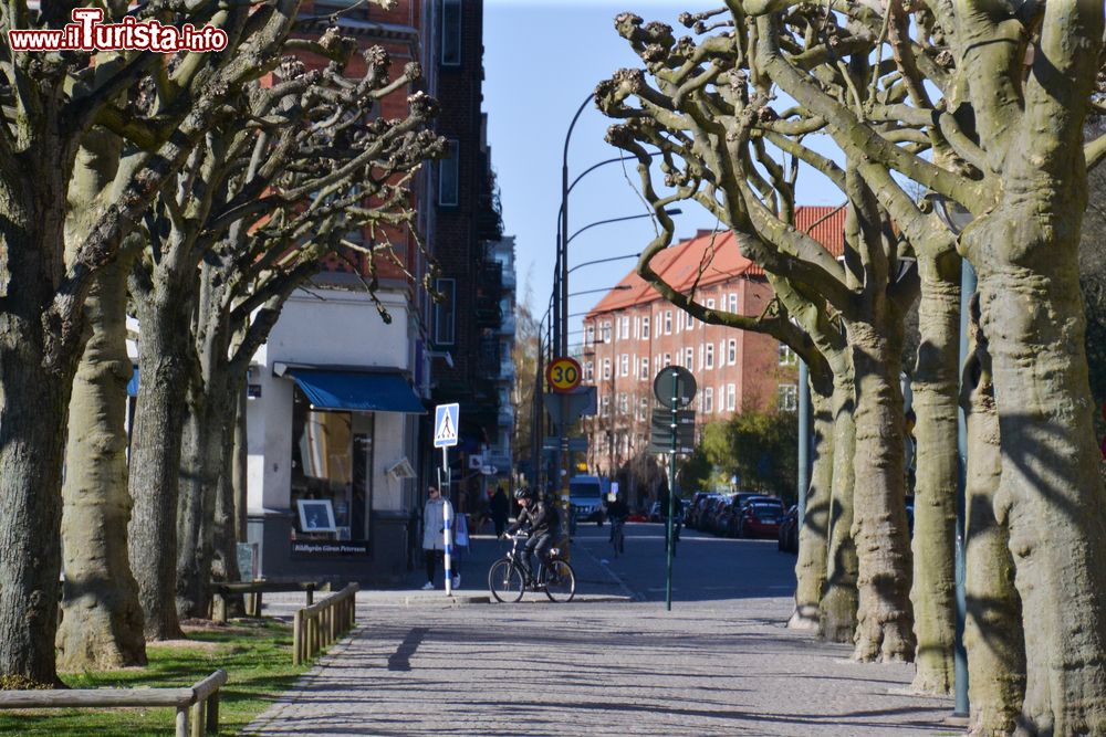 Immagine Viale alberato in una strada della città di Lund, Svezia. Siamo a circa 18 km da Malmo e 600 dalla capitale Stoccolma.