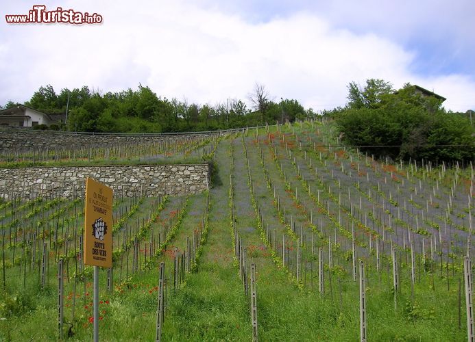 Immagine Vigna della Valle d'Aosta, Chambave.  - © Patafisik - CC BY-SA 3.0 - Wikipedia