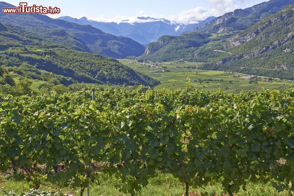 Immagine Vigne in primo piano sulla Strada del Vino a Caldaro, Trentino Alto Adige. Dagli acini dell'uva qui coltivata si producono alcuni dei più rinomati vini italiani.