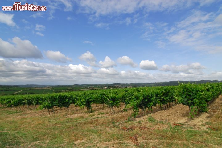 Immagine Vigneti a nord di Limoux, tra i paesaggi della Francia meridionale - © Claudio Giovanni Colombo / Shutterstock.com