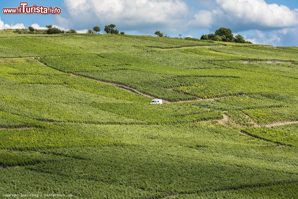 Immagine Vigneti a perdita d'occhio a La Neuville-Aux-Larris, Francia: siamo nel distretto di Marne-la-Vallee, nei pressi di Epernay, uno dei principali centri di produzione del vino champagne - © Daan Kloeg / Shutterstock.com