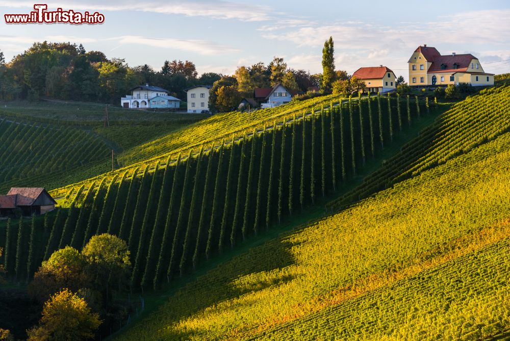 Immagine Vigneti a perdita d'occhio a Sulztal Leibnitz, regione di Bad Radkersburg (Austria).