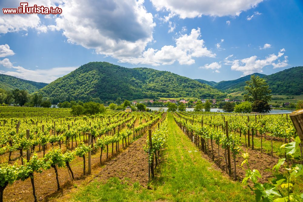 Immagine Vigneti a perdita d'occhio nelle campagne di Durnstein, valle di Wachau (Austria).