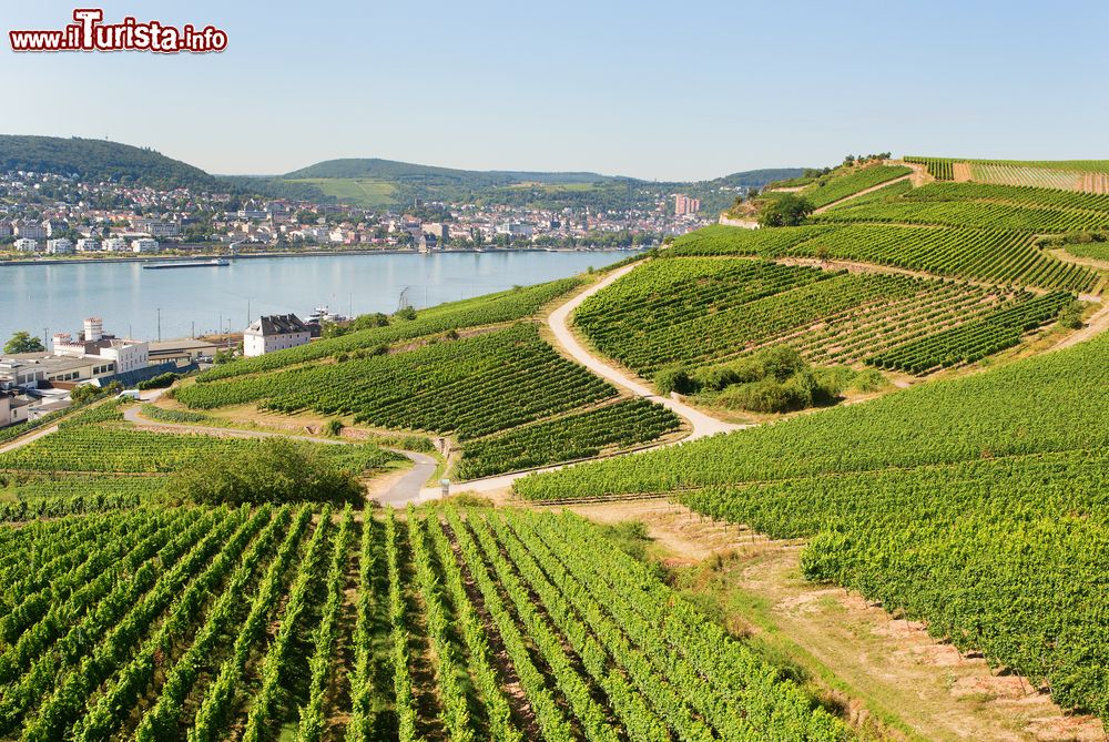 Immagine Vigneti a Rudesheim am Rhein, Assia, Germania.