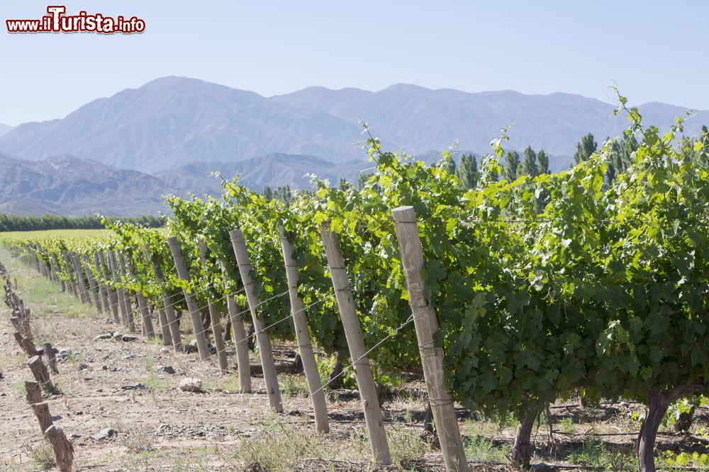 Immagine Vigneti a San Juan, nord Argentina. Il 65% della produzione agricola di questo territorio è legata alla viticoltura e alla produzione di vino.