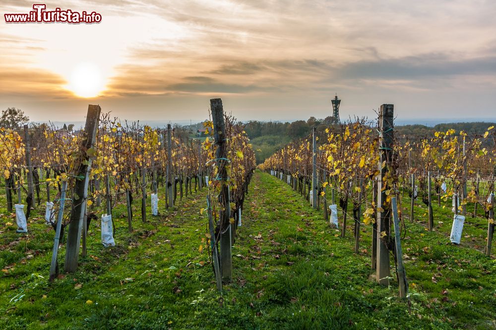 Immagine Vigneti al tramonto in una giornata d'autunno a Lendava, Slovenia. Sullo sfondo, la torre Vinarium.