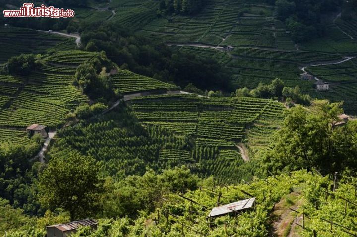 Immagine Panorama estivo dei vigneti intorno a Baselga di Pinè, al confine con la Val di Cembra - © www.visitpinecembra.it