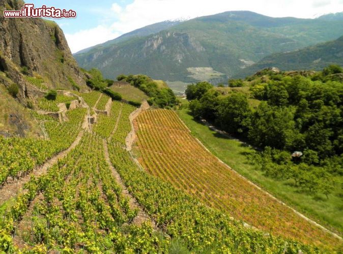 Immagine Attorno ai castelli, che punteggiano il territorio di Sion, si perdono all'orizzonte i vigneti irrorati di sole come in nessuna altra parte del territorio svizzero - © NikoNomad / Shutterstock.com