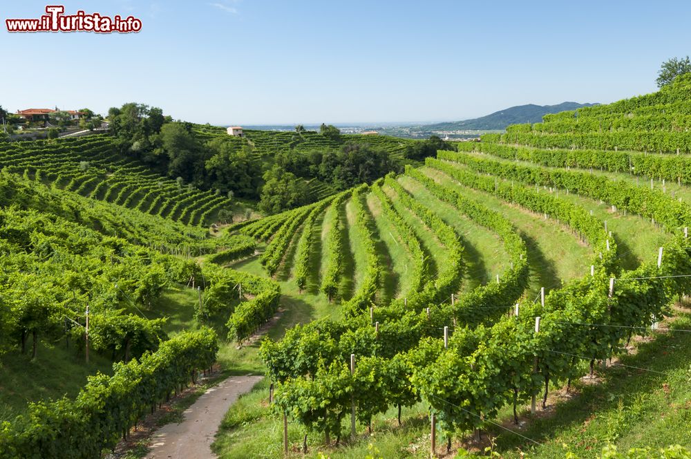 Immagine Vigneti di Prosecco in estate a Valdobbiadene, Veneto.