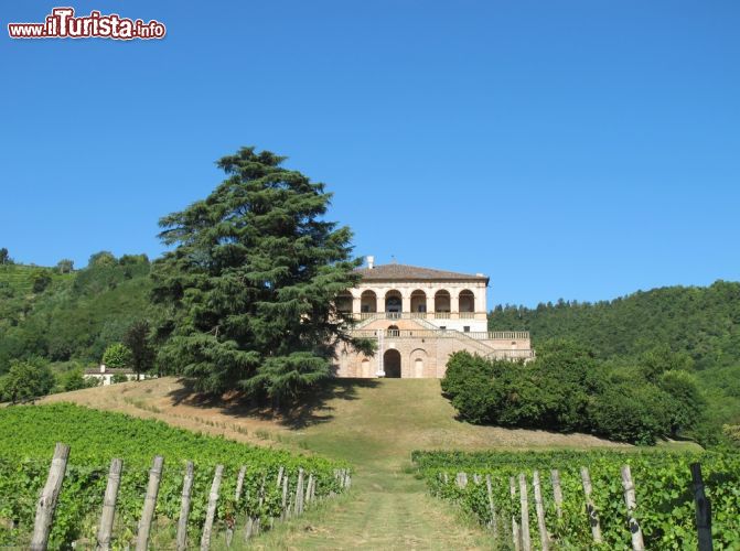 Immagine I vigneti intorno a Villa dei Vescovi, una bellissima VIlla Veneta nella cornice dei Colli Euganei in provincia di Padova (Veneto) - © cristalvi / Shutterstock.com
