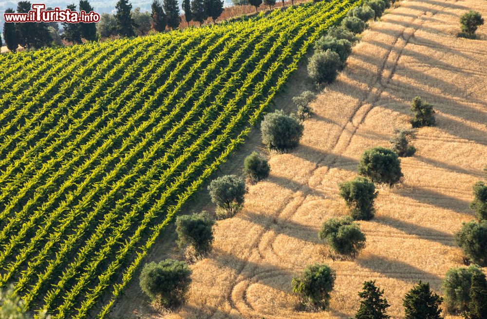 Immagine Vigneti e uliveti sulle colline di Roseto degli Abruzzi, località in provincia di Teramo (Abruzzo).