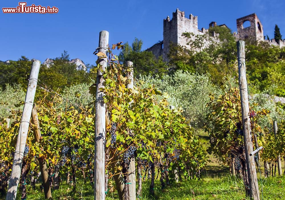 Immagine Vigneti in val d'Adige ed il Castello di Sabbionara ad Avio, in Trentino