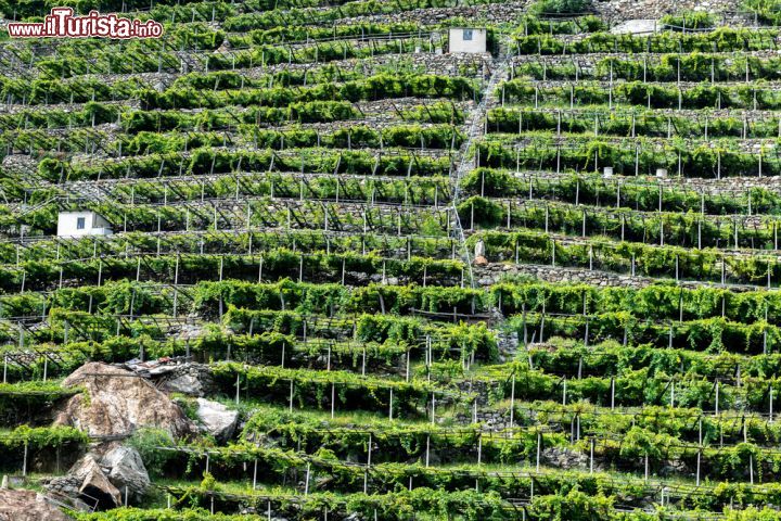 Immagine Vigneti in valle d'Aosta vicino a Pont Saint Martin - © KamilloK / Shutterstock.com