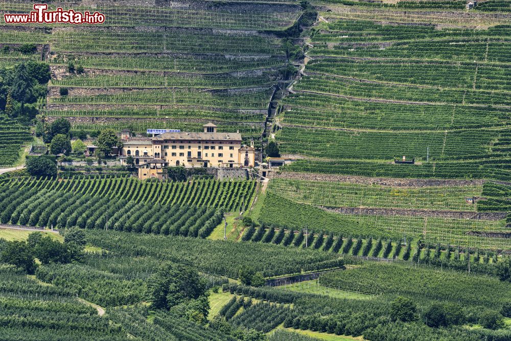 Immagine Vigneti lungo la strada che conduce al Passo dell'Aprica in Valtellina (Lombardia)