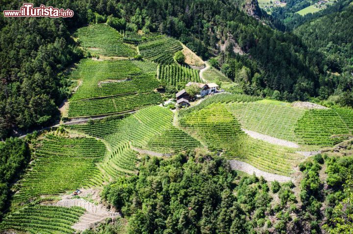 Immagine Le geometrie dei vigneti dell'Alto Adige, fotografati nei dintorni di Chiusa (Klausen) - © Ivoha/ Shutterstock.com