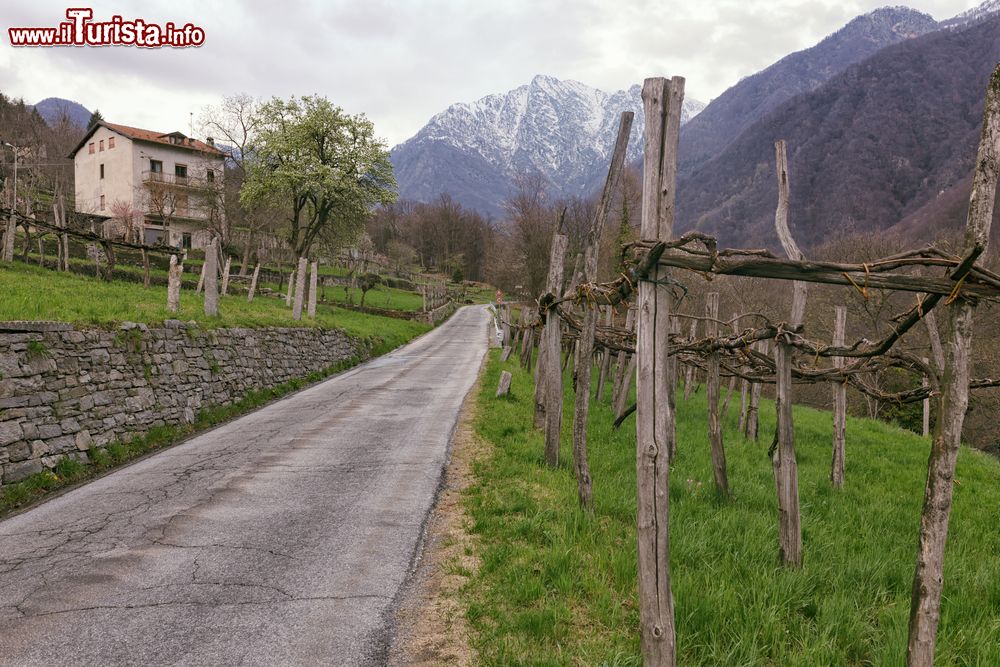 Immagine Vigneti nei dintorni di Montecrestese in Piemonte