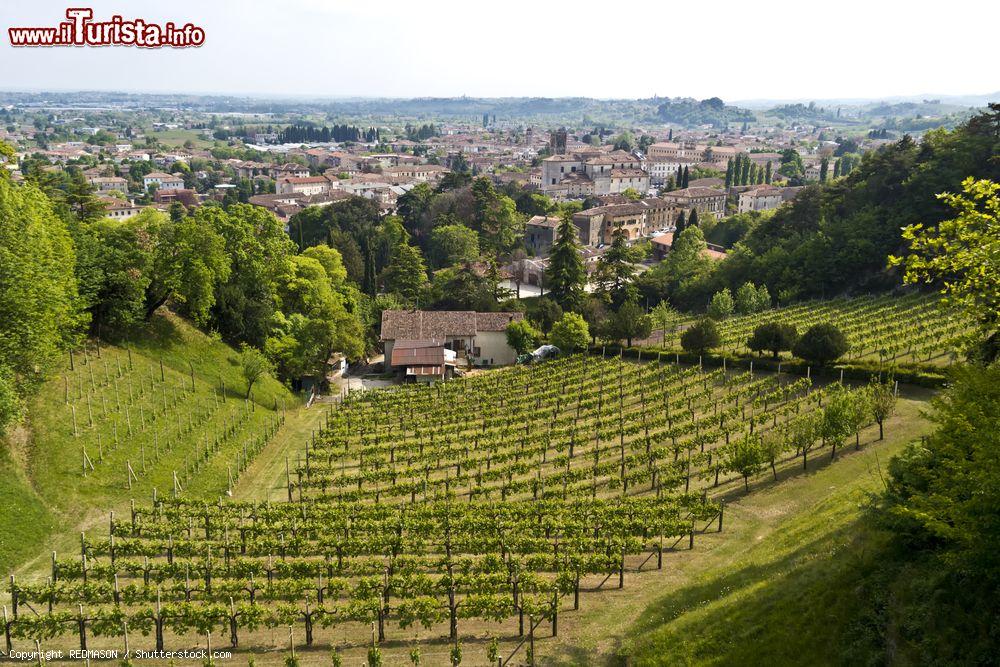 Immagine Vigneti nei pressi del castello di San Martino a Ceneda di Vittorio Veneto, Treviso (Veneto) - © REDMASON / Shutterstock.com