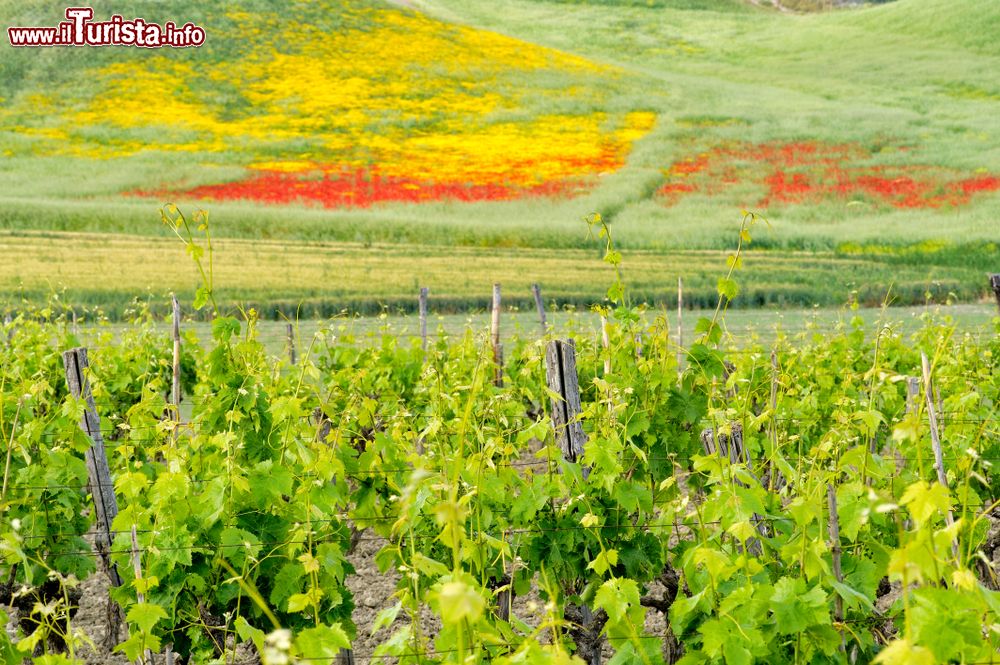 Immagine Vigneti nei pressi della cittadina di Strongoli, siamo sulla costa orientale della Calabria