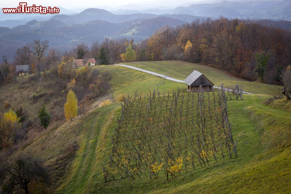 Immagine Vigneti nei pressi di Brezice, Slovenia. Da tempo in questa località della Slovenia si apprezza il buon vino prodotto dalle uve dei vigneti che si estendono sulle colline attorno al paese.