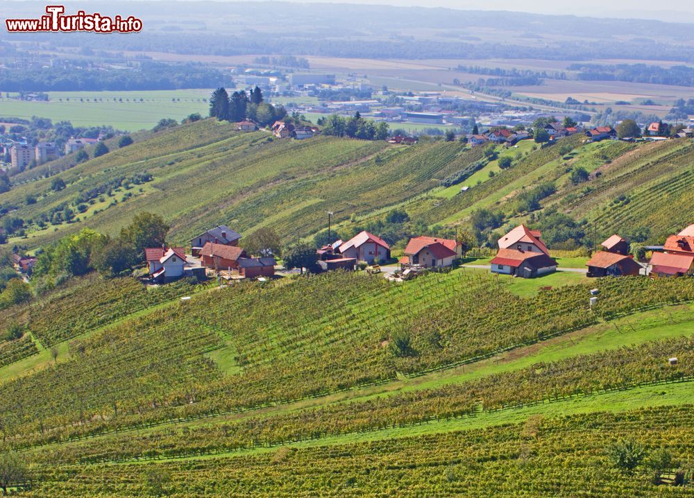 Immagine Vigneti nei pressi di Lendava, Slovenia. Situato nella parte nord-orientale del paese, Lendava si snoda lungo la fascia di confine sloveno con la Croazia e l'Ungheria.