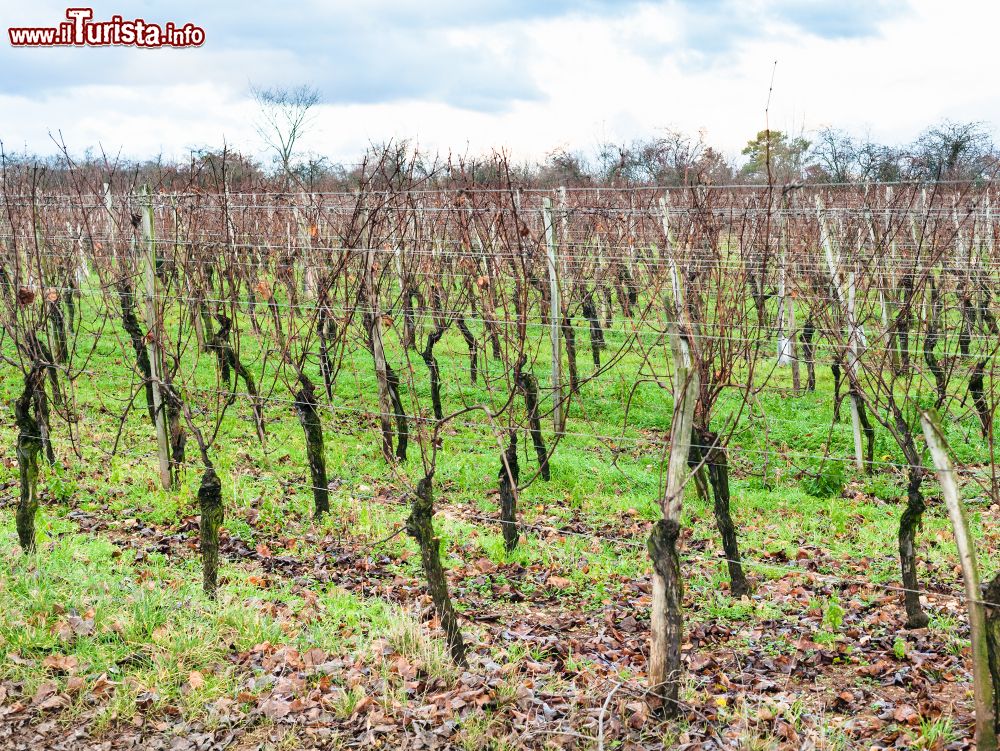 Immagine Vigneti nel Bollenberg Domain a Thann-Guebwiller, Alsazia (Francia), in una serata d'inverno. 