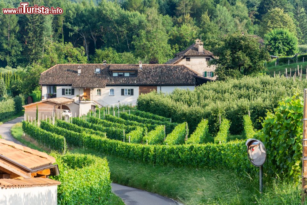 Immagine Vigneti nel territorio di Appiano sulla Strada del Vino in Alto Adige