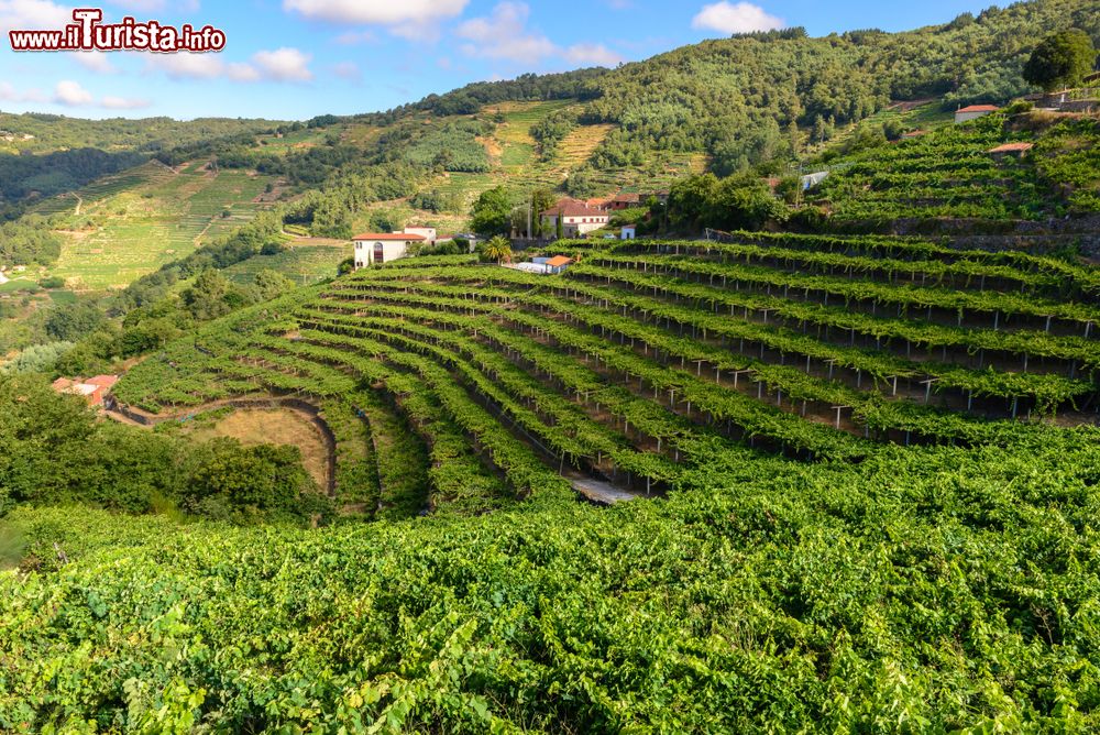 Immagine Vigneti nel territorio di Ribeira Sacra, Lugo, Spagna. Questo territorio, culla del monaschesimo galiziano, sorprende per i vigneti disposti su terrazzamenti quasi verticali e gole scoscese.
