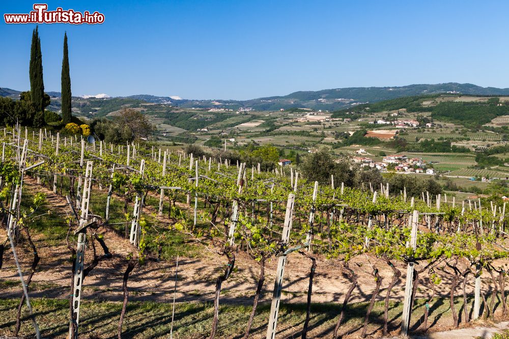 Immagine Vigneti nel territorio di San Giorgio di Valpollicella, borgo del Veneto