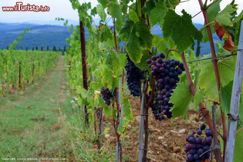 Immagine Vigneti nella campagna di San Casciano in Val di Pesa, provincia di Firenze (Toscana). E' uno dei centri più rinomati per la produzione di vino - © Simona Bottone / Shutterstock.com