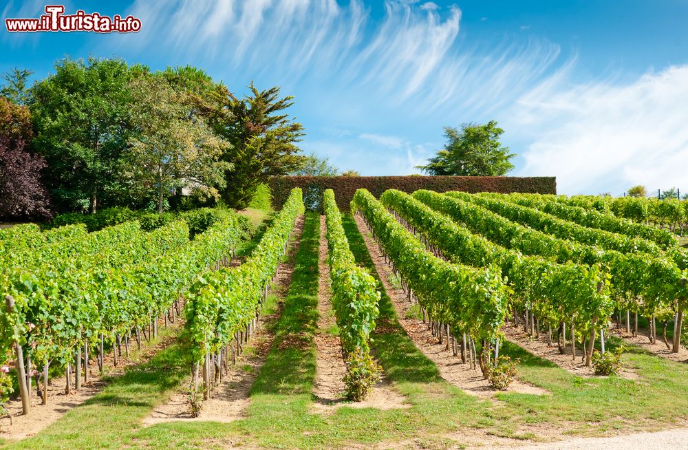 Immagine Vigneti nella regione di Chinon, Valle della Loira, Francia.