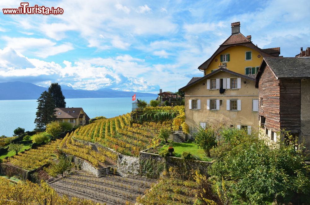 Immagine Vigneti nella regione di Lavaux, Svizzera. Lavaux è uno dei pochi vigneti riconosciuti patrimonio mondiale Unesco per la perfetta integrazione fra ecosistema e civiltà autentica e dinamica.